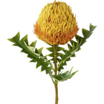 Umelá Rastlina Protea, V. 68cm
