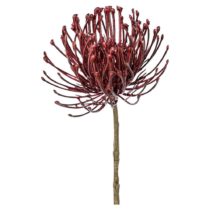 Dekoračná Rastlina Protea, 48cm